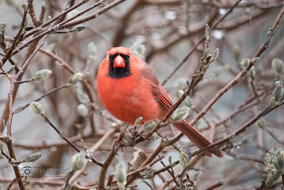 Birds  @ 73 Wilson Ave Tillsonburg